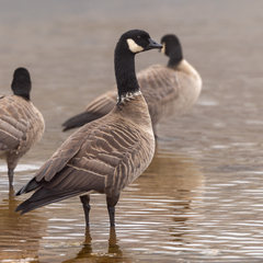 Branta hutchinsii leucopareia