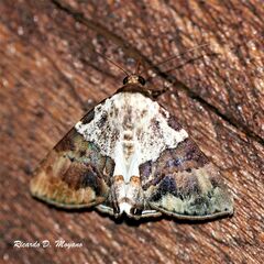 Eulepidotis vincentiata