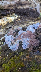 Punctularia atropurpurascens