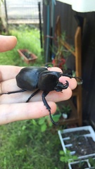 Xylotrupes australicus