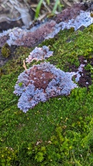 Punctularia atropurpurascens