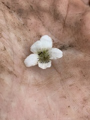 Violaceae