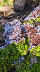 Punctularia atropurpurascens