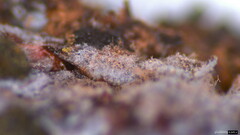 Punctularia atropurpurascens