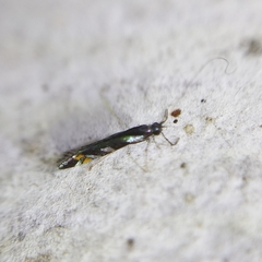 Nectopsyche splendida