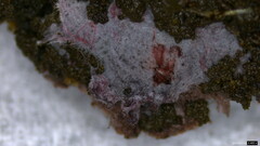 Punctularia atropurpurascens