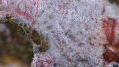 Punctularia atropurpurascens