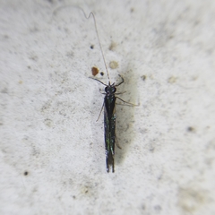 Nectopsyche splendida