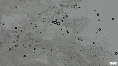 Punctularia atropurpurascens