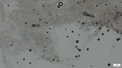 Punctularia atropurpurascens