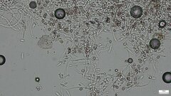 Punctularia atropurpurascens