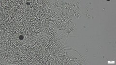 Punctularia atropurpurascens