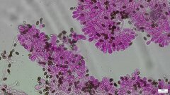 Punctularia atropurpurascens