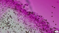 Punctularia atropurpurascens