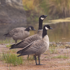 Branta hutchinsii leucopareia