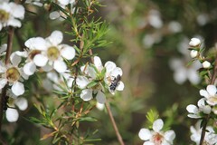 Crabroninae