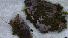 Punctularia atropurpurascens