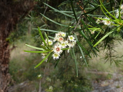 Lysicarpus angustifolius