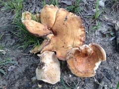 Lactarius yazooensis