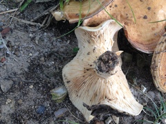 Lactarius yazooensis