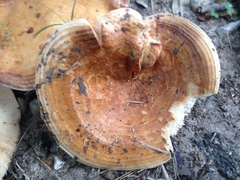 Lactarius yazooensis