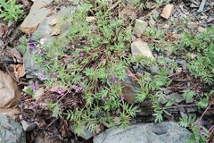 Astragalus vexilliflexus