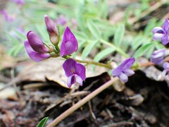 Astragalus vexilliflexus