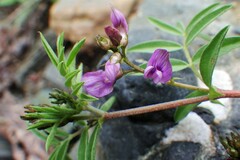 Astragalus vexilliflexus