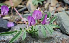 Astragalus vexilliflexus