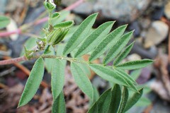 Astragalus vexilliflexus
