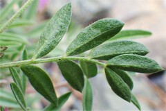 Astragalus vexilliflexus
