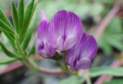 Astragalus vexilliflexus