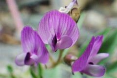 Astragalus vexilliflexus