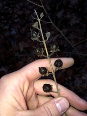 Aureolaria grandiflora