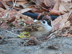 Passer montanus