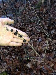 Aureolaria grandiflora