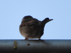 Passer montanus