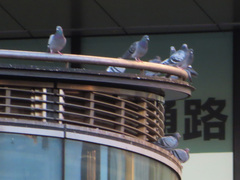 Columba livia domestica
