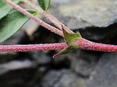 Astragalus vexilliflexus