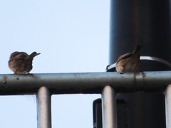 Passer montanus