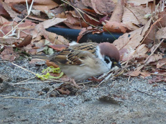 Passer montanus