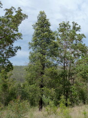 Lysicarpus angustifolius