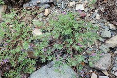 Astragalus vexilliflexus