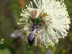 Australomisidia rosea