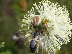 Australomisidia rosea