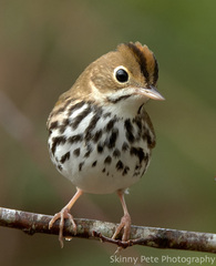 Ovenbird photo 3