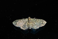 Pasiphilodes testulata