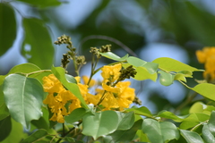 Pterocarpus indicus
