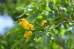 Pterocarpus indicus