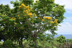 Pterocarpus indicus